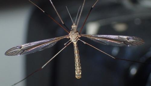 Réf. 221 550 : Tipula lateralis